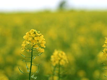 菜の花って何の花