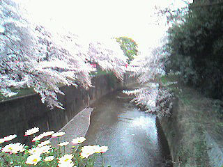 としまえん16時台の桜