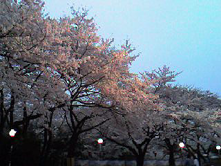 としまえん17時台の桜