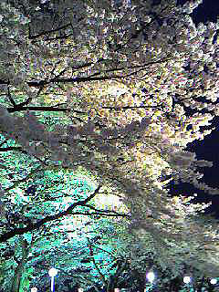 としまえん夜桜1.jpg