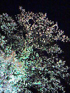 としまえん夜桜2.jpg